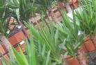Jimboombaplant-nursery-10.jpg; ?>